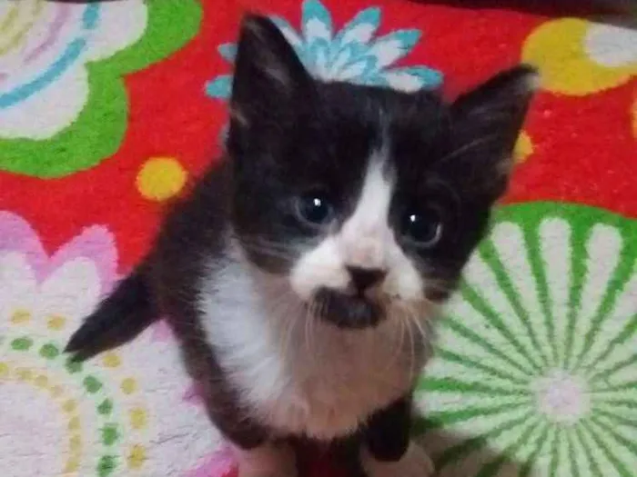 Gato ra a Sem raça idade 2 a 6 meses nome Sem nome