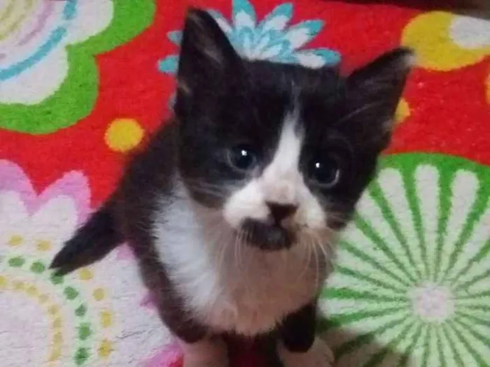 Gato ra a Sem raça idade 2 a 6 meses nome Sem nome