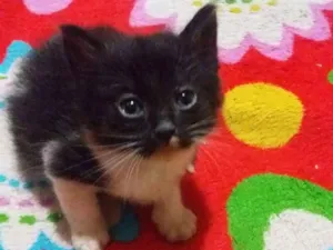 Gato raça Sem raça idade 2 a 6 meses nome Sem nome