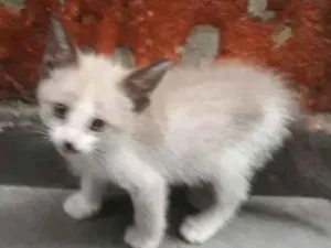 Gato raça Siamês  idade 2 a 6 meses nome Pity