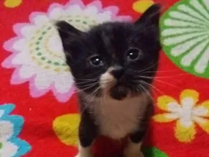 Gato raça Sem raça idade 2 a 6 meses nome Sem nome