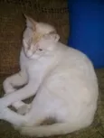 Polaco