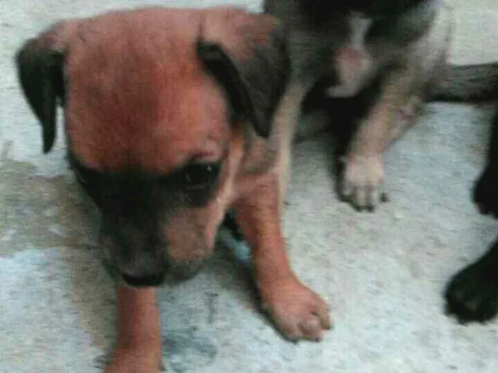 Cachorro ra a Viralata idade 2 a 6 meses nome Sem nome