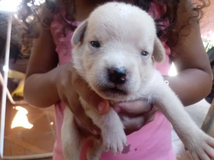 Cachorro ra a Vira lata idade 2 a 6 meses nome Princesa e filhotes