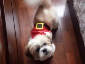 Cachorro raça Shitzu idade 2 anos nome Boris