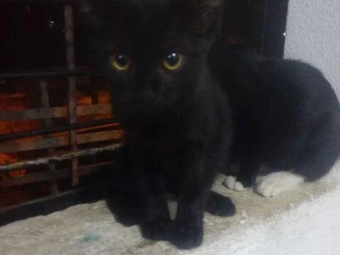 Gato ra a Sem raça idade 2 a 6 meses nome Negona,  Naruto, Nin