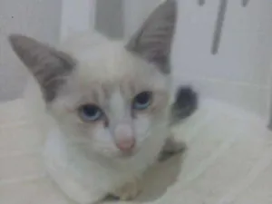 Gato raça Sem raça idade 2 a 6 meses nome Negona,  Naruto, Nin