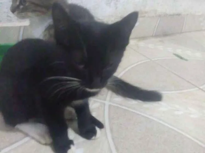 Gato ra a Sem raça idade 2 a 6 meses nome Negona,  Naruto, Nin