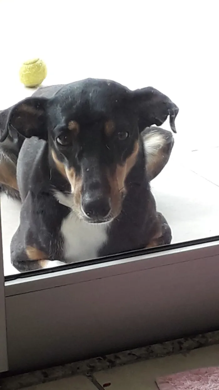 Cachorro ra a SRD idade 2 anos nome Paçoca 