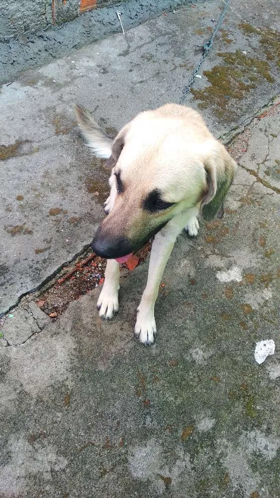 Cachorro ra a Pastor alemão com labrador idade 1 ano nome Chapie