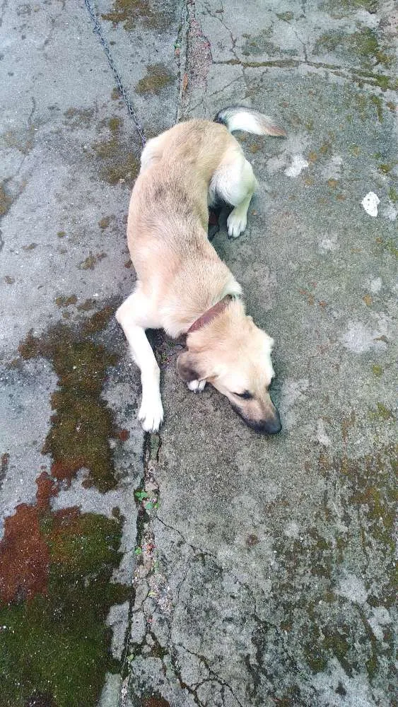 Cachorro ra a Pastor alemão com labrador idade 1 ano nome Chapie