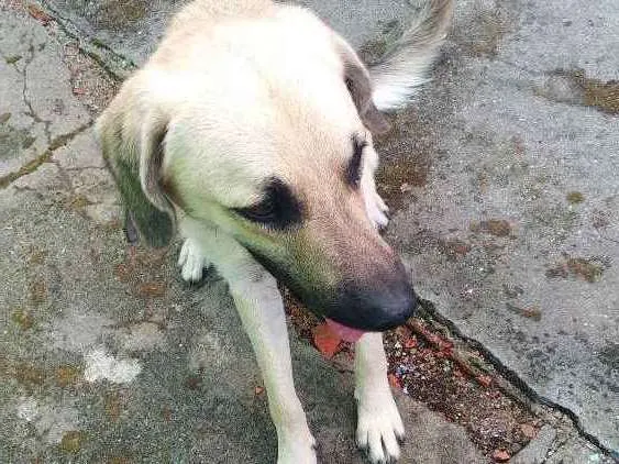 Cachorro ra a Pastor alemão com labrador idade 1 ano nome Chapie