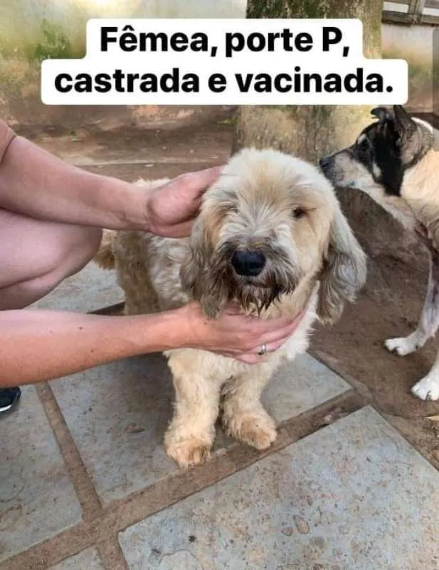 Cachorro ra a podle mestiço idade 2 anos nome Fofinha
