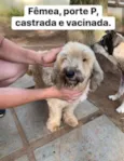 Fofinha