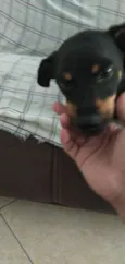 Bob