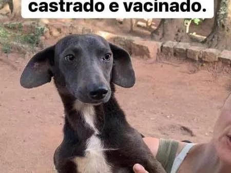 Cachorro ra a Viraltinha idade 1 ano nome Magrão