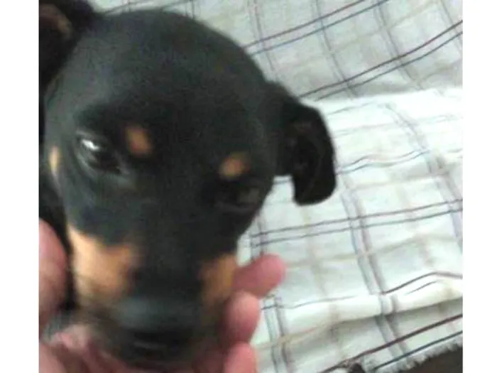 Cachorro ra a Pinsher idade 2 anos nome Bob