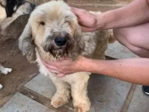 Cachorro raça podle mestiço idade 2 anos nome Fofinha