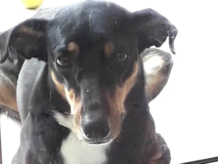 Cachorro ra a SRD idade 2 anos nome Paçoca 