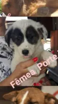 Pandinha