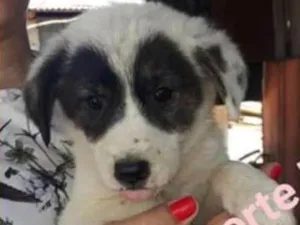 Cachorro raça viralata idade 2 a 6 meses nome Pandinha