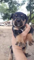 Benji