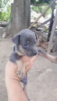 Sininho