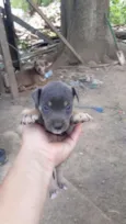 Marrom Bombom