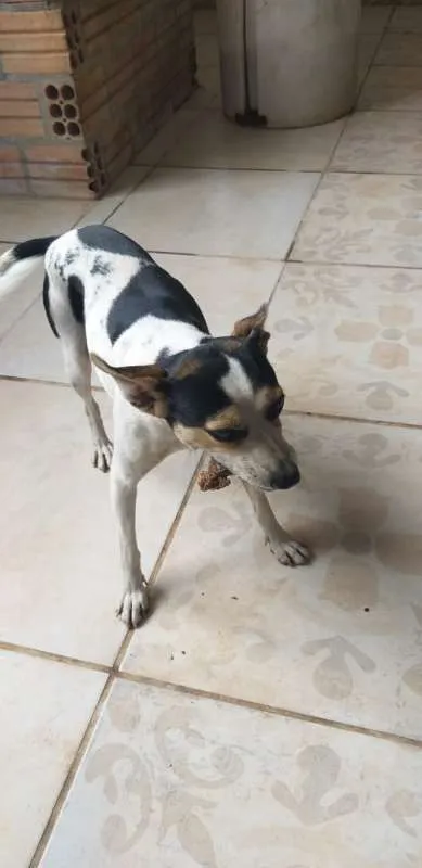 Cachorro ra a viralatinha idade 1 ano nome Rabito