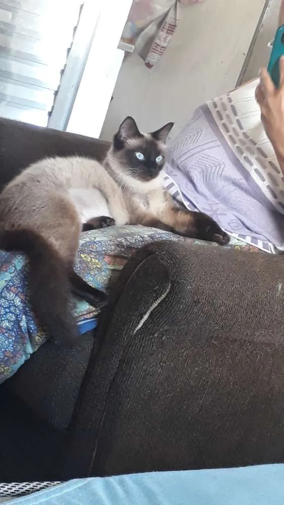 Gato ra a Siamês idade 1 ano nome Gata siamês
