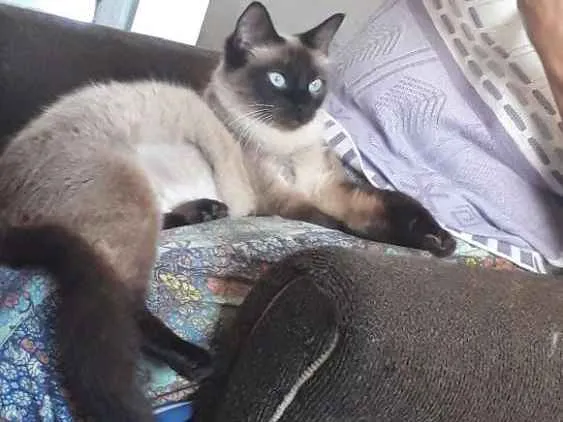 Gato ra a Siamês idade 1 ano nome Gata siamês
