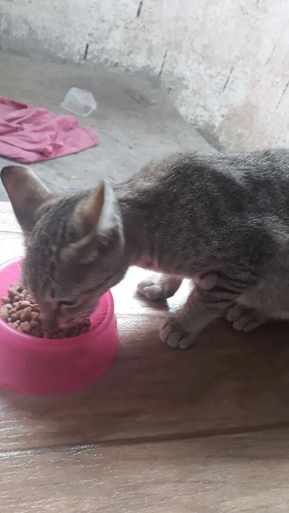 Gato ra a Malhado idade 2 a 6 meses nome Gata filhote