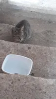 Gata filhote