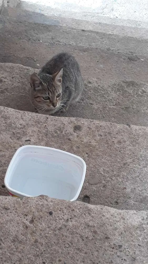 Gato ra a Malhado idade 2 a 6 meses nome Gata filhote