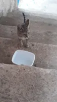 Gata filhote