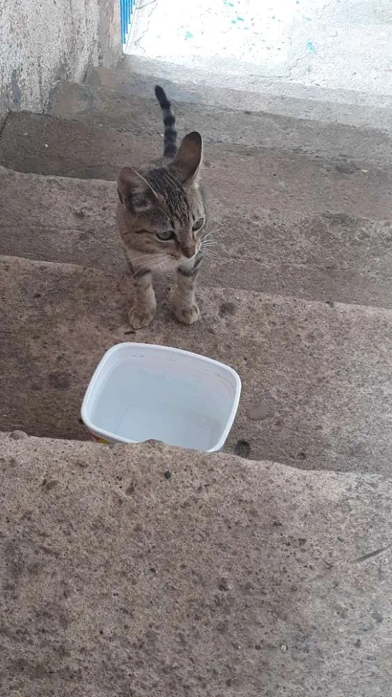 Gato ra a Malhado idade 2 a 6 meses nome Gata filhote