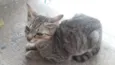 Gata filhote