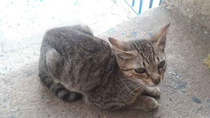 Gato ra a Malhado idade 2 a 6 meses nome Gata filhote