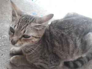 Gato raça Malhado idade 2 a 6 meses nome Gata filhote