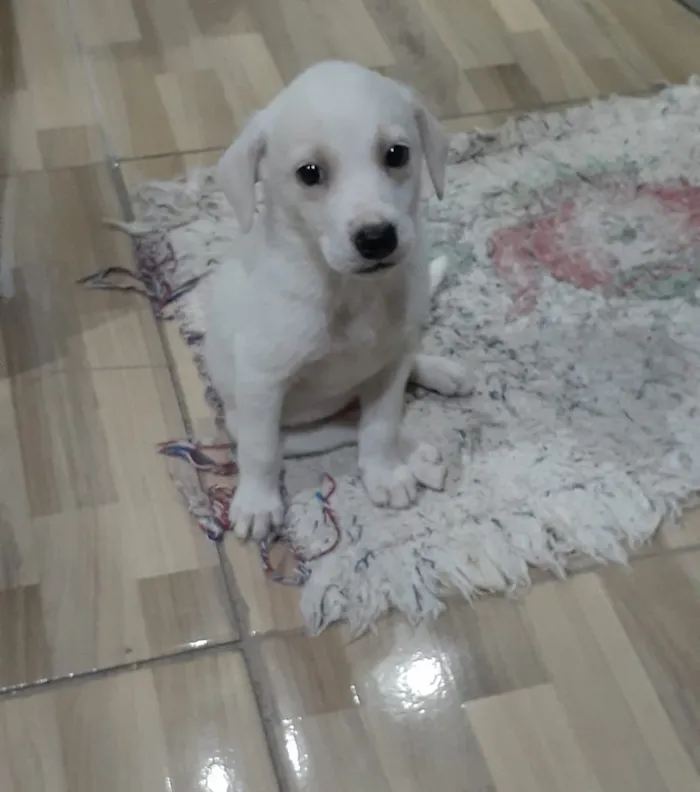 Cachorro ra a Srd idade Abaixo de 2 meses nome Marley