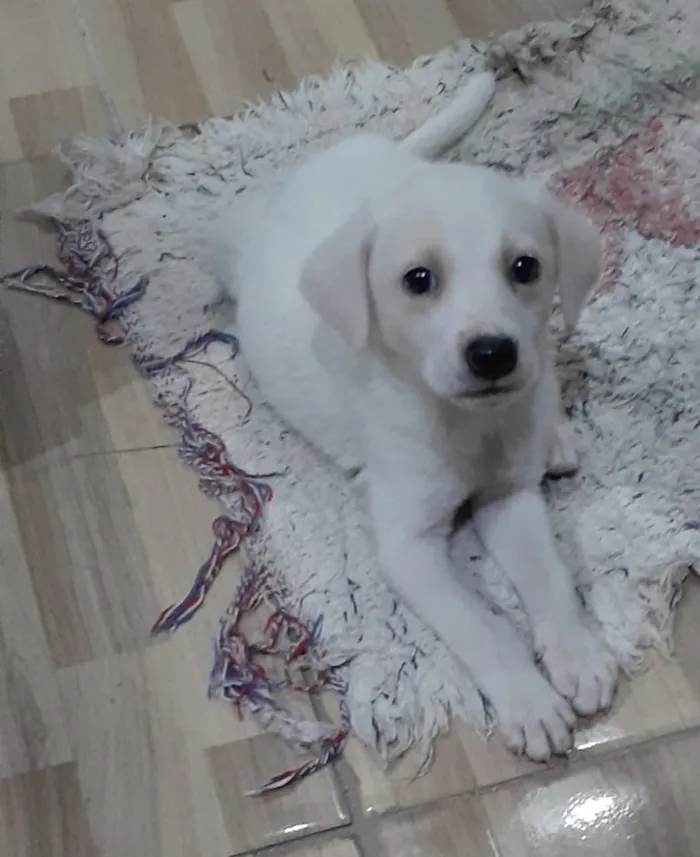 Cachorro ra a Srd idade Abaixo de 2 meses nome Marley