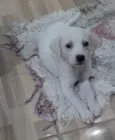 Marley