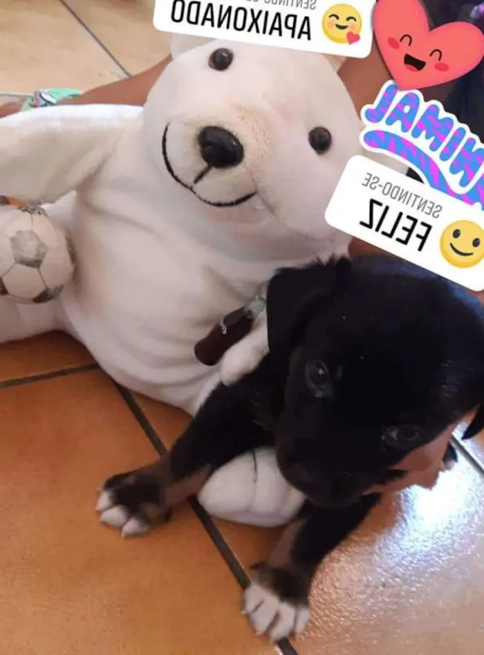 Cachorro ra a Labrador misturado  idade Abaixo de 2 meses nome Spoot