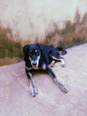 Cachorro raça Bordecole com labrador  idade 7 a 11 meses nome Luck 