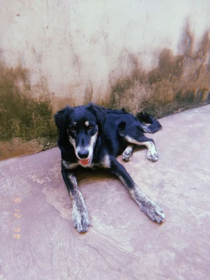 Cachorro ra a Bordecole com labrador  idade 7 a 11 meses nome Luck 