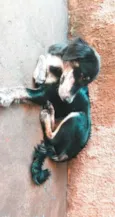 Luck 
