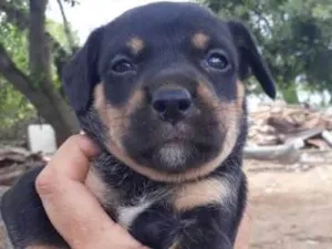 Cachorro raça viralatinha idade Abaixo de 2 meses nome Benji