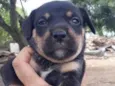 Benji