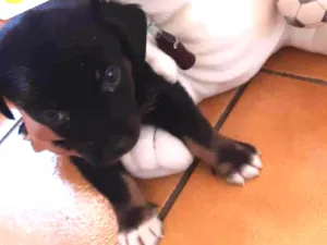 Cachorro raça Labrador misturado  idade Abaixo de 2 meses nome Spoot