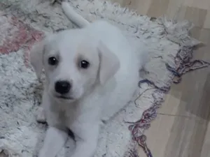 Cachorro raça Srd idade Abaixo de 2 meses nome Marley